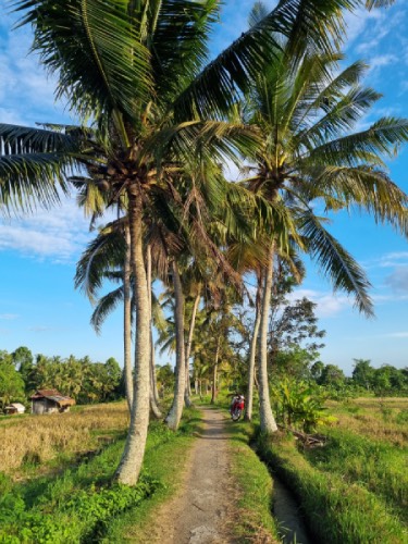 Bali errori da