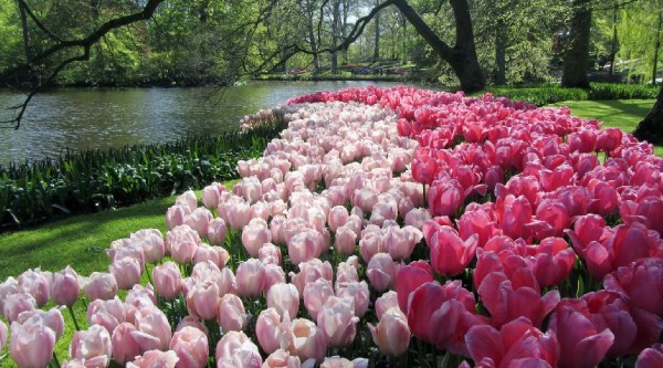keukenhof tulipani parco Amsterdam