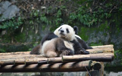 Chengdu: cosa vedere in 2 giorni nella città dei Panda