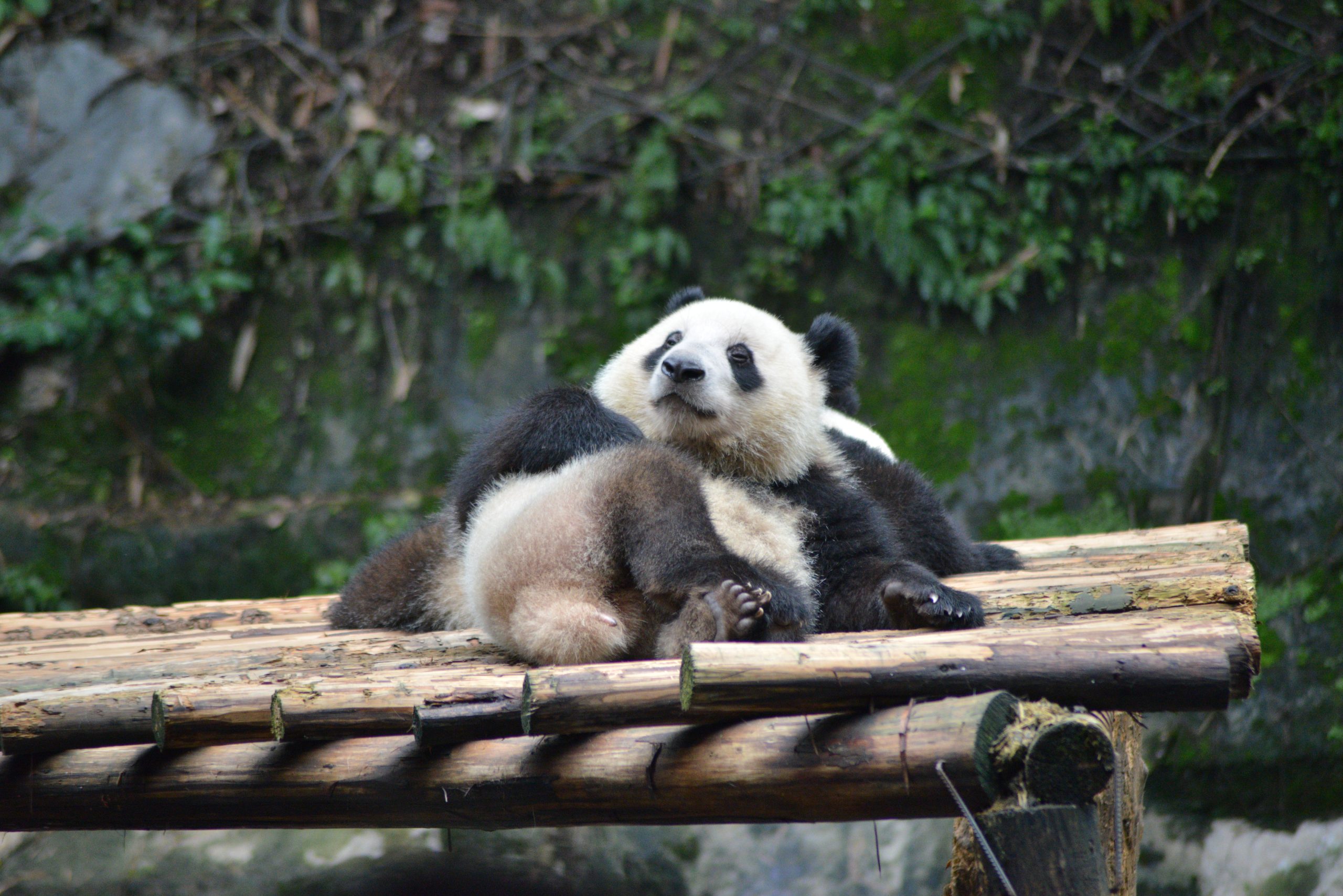 Panda by yilium-28753034 chengdu panda